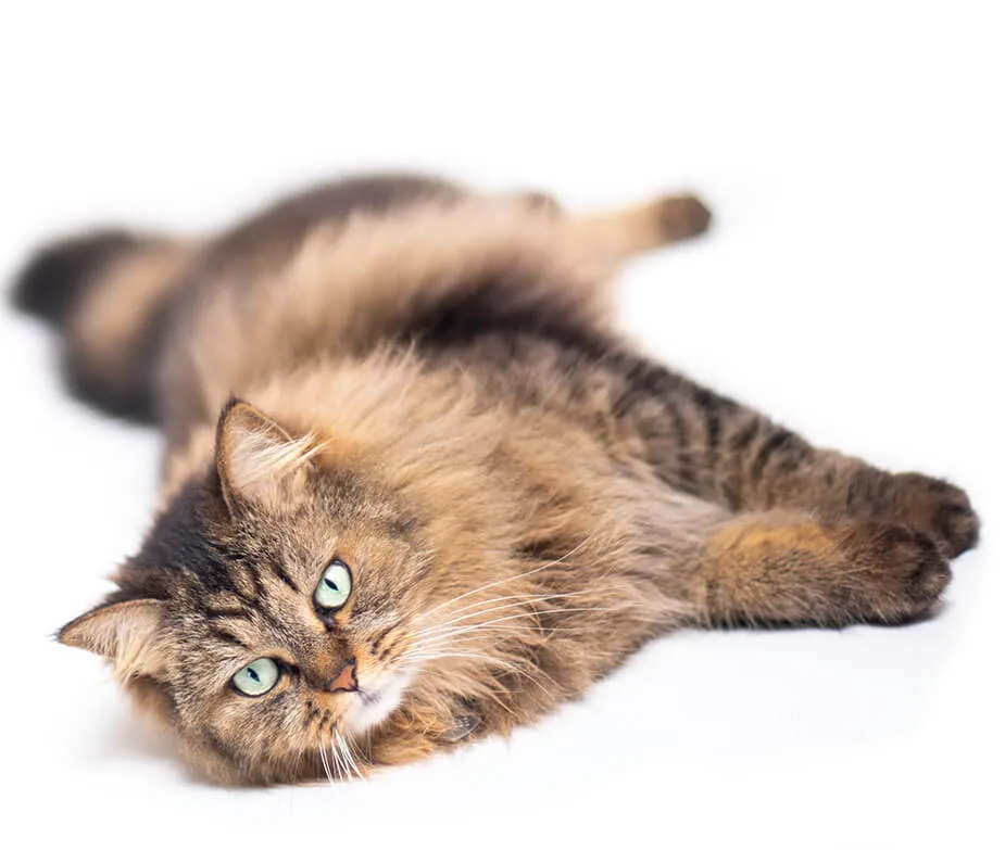 Photo of Cat